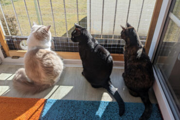 Katzen genießen die Sonne.