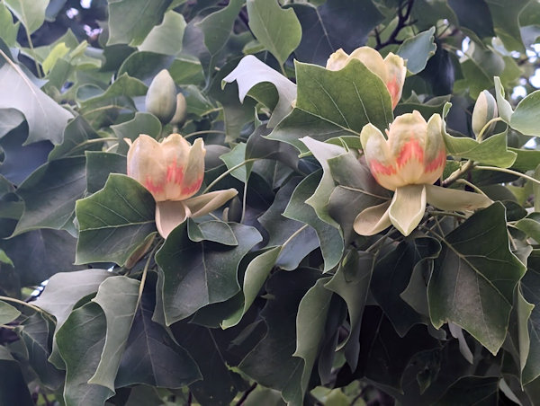 Tulpenbaum in Blüte. 