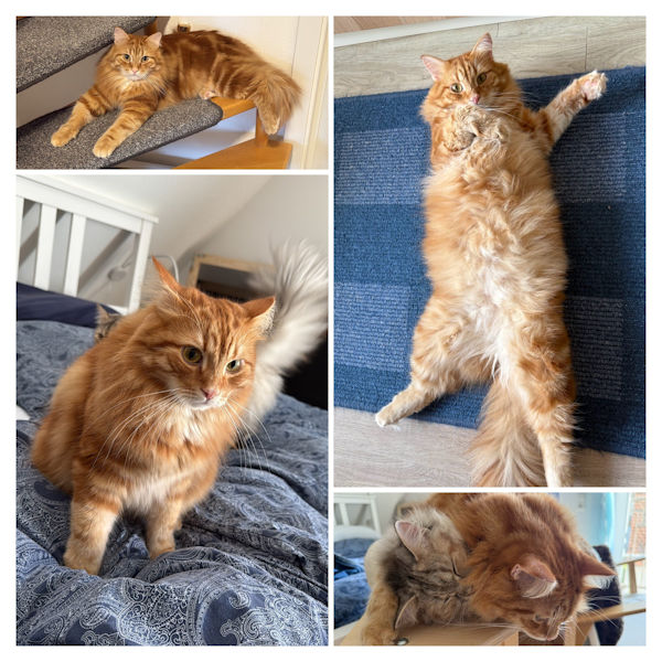 Kater Sam fühlt sich sichtlich wohl